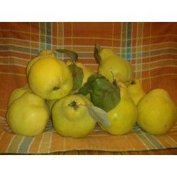 membrillos