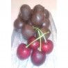 cerezas-confitadas-licor-chocolate